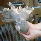 Fan-Tailed Pigeon