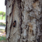 Multicolored Asian Lady Beetle larva