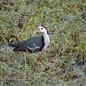 White breasted Waterhen