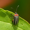 Pigweed flea beetle