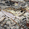 Freycinet's Frog or Wallum Rocketfrog