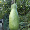 Bottle Gourd