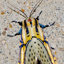 Hieroglyphic Moth