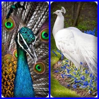 Peacock Find Difference Game