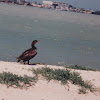 Cormorant, camacho