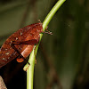 Dead-leaf Katydid