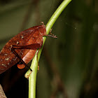 Dead-leaf Katydid