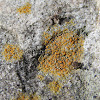 Firedot Lichens
