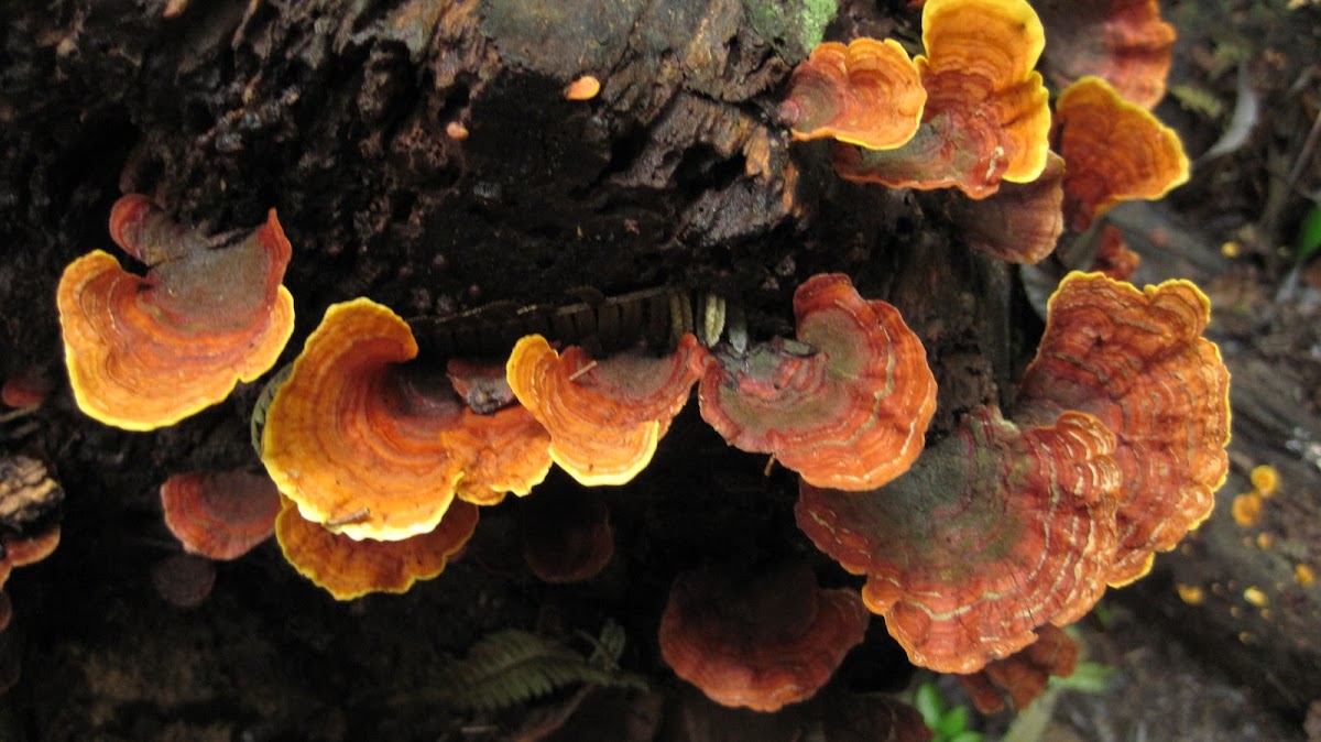 Rainbow shelf fungus