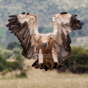 Incoming by Eleanor Hattingh - Animals Birds
