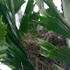 Nest: great kiskadee
