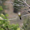 Western Kingbird