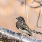 Black Phoebe