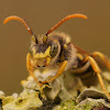 Gooden's Nomad Bee