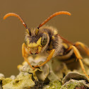 Gooden's Nomad Bee