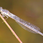 Eastern Forktail