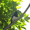 Philippine Magpie Robin