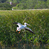 White Pelican