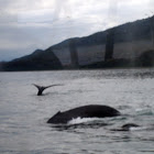 Humpback whale