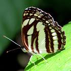 Sailer Butterfly or Sailers