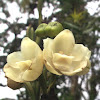 Flower of the Holy Spirit ( Flor del Espiritu santo- Flor Nacional de Panama-The National Flower of Panama)