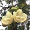 Flower of the Holy Spirit ( Flor del Espiritu santo- Flor Nacional de Panama-The National Flower of Panama)