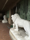 Two White Lions 
