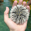 variegated sea urchin