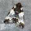 Tufted Bird-Dropping Moth