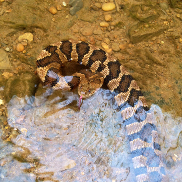 Northern water snake | Project Noah