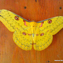 Golden Emperor Moth