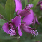 Polígala de hoja de mirto