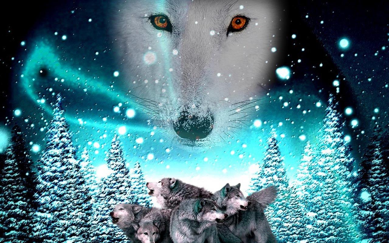 Gambar Wallpaper 3d Wolf Gambar DP BBM