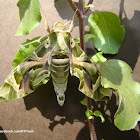 Oleander Hawk-moth - Male