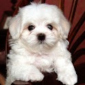 3D dog logo
