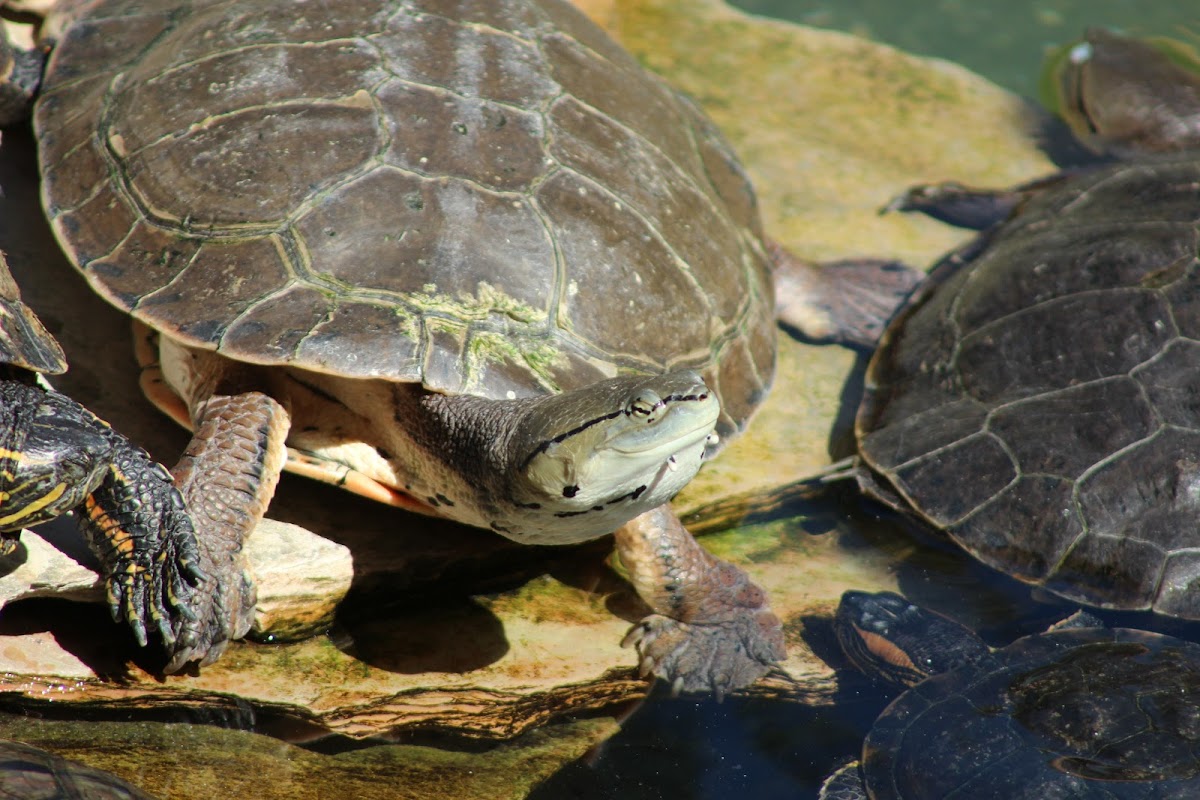Hilaire’s Toadhead Turtle