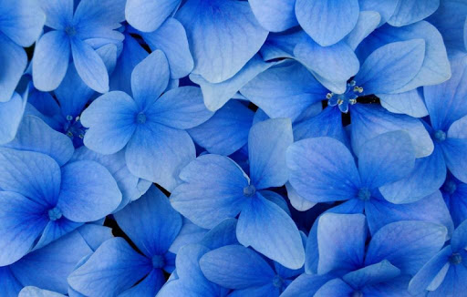 【免費生活App】Blue Flowers Wallpapers HD-APP點子