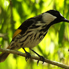 White ckeeked Honeyeater