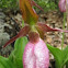Pink lady's slipper orchid