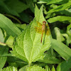 band-winged meadowhawk