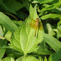 band-winged meadowhawk