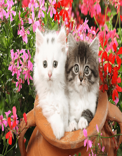Cats Wallpaer Screenshots 7