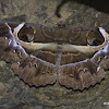 Indian Owlet-Moth