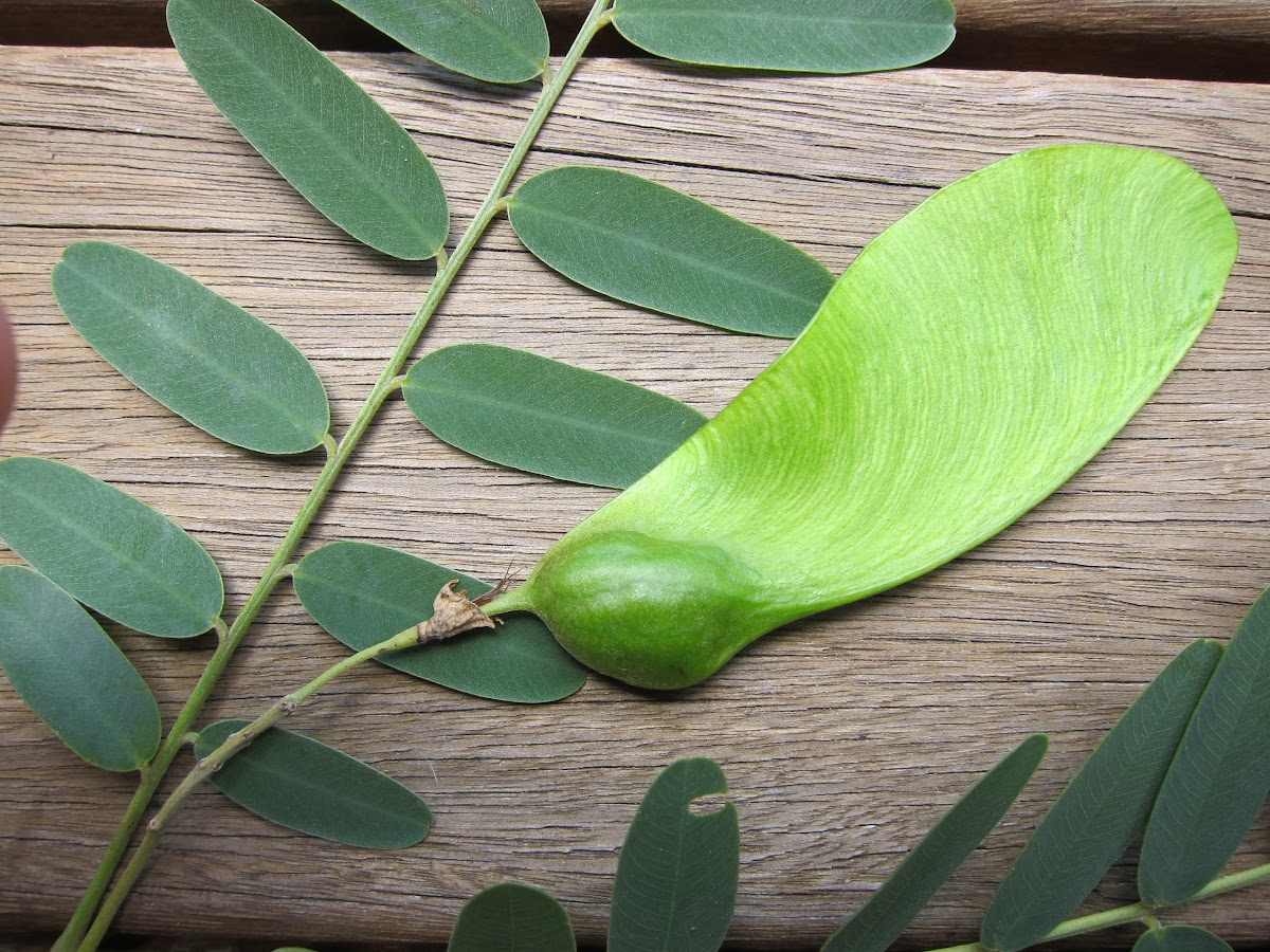 Tipuana tipu (Rosewood) with seed pods