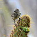cactus finch