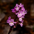 Hybride orchis quadripunctata x pauciflora