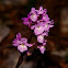 Hybride orchis quadripunctata x pauciflora