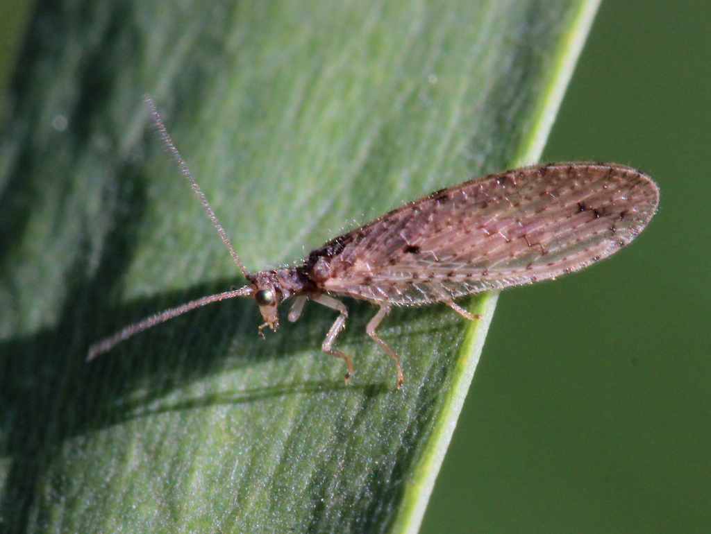 Brown lacewing