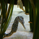 Big-Belly or Pot Bellied Seahorse