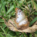 White Peacock